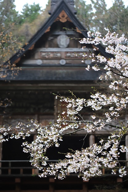 清水寺桜