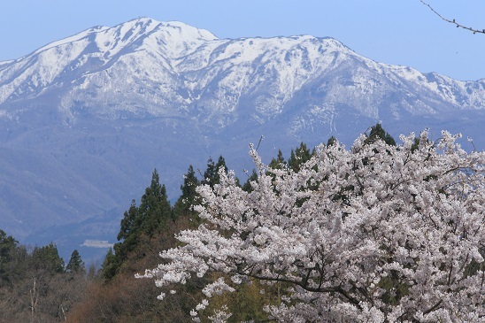 桜と金北山