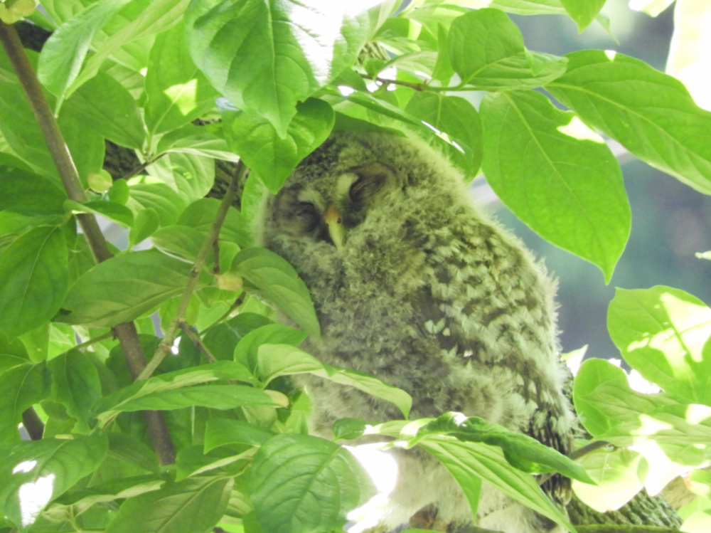 フクロウDSCN9239