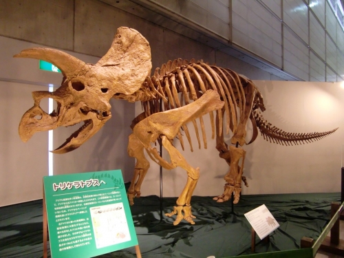Triceratops 16