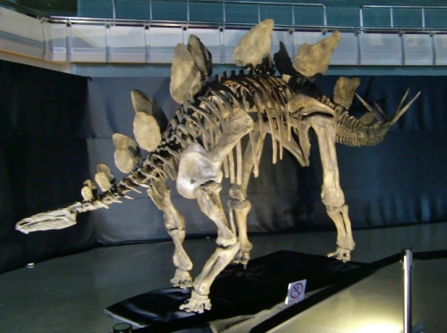 Stegosaurus 7