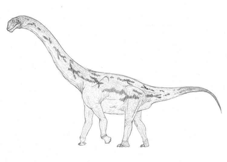 Klamelisaurus gobiensis 002