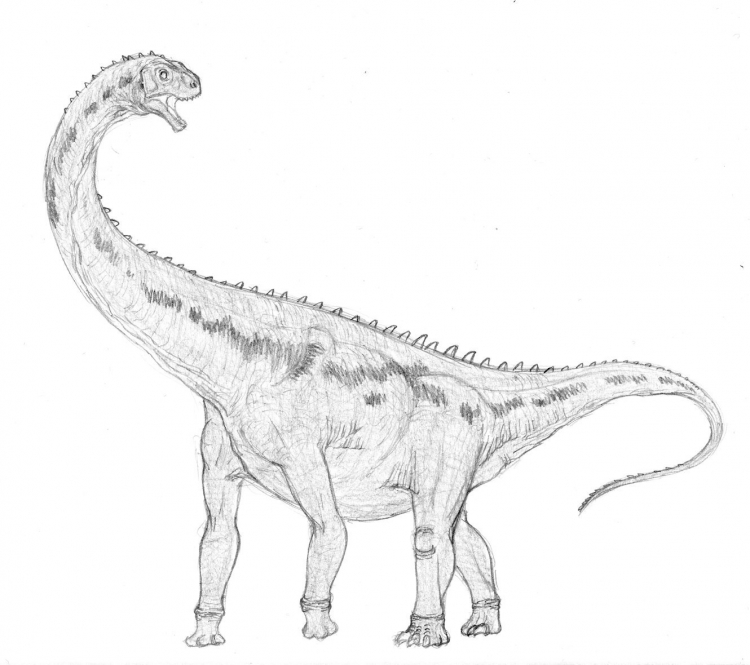 Malawisaurus dixeyi 002