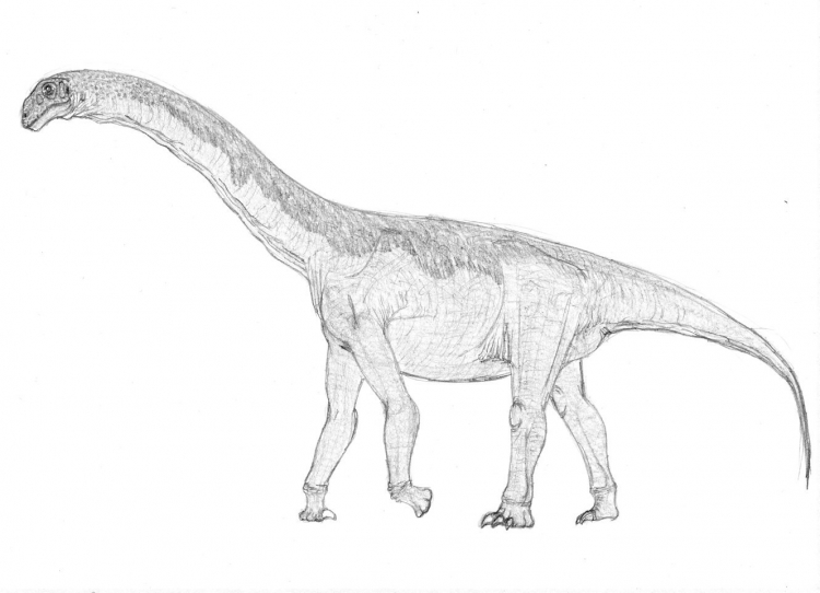 Phuwiangosaurus sirindhornae 002