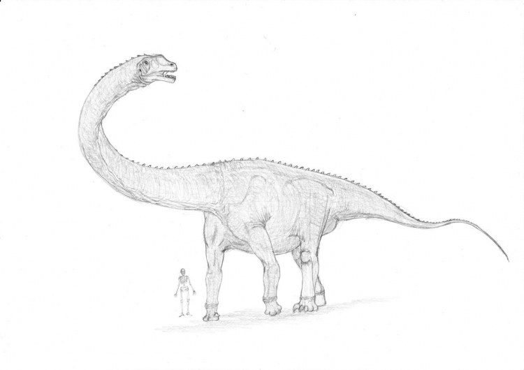 Ruyangosaurus_4