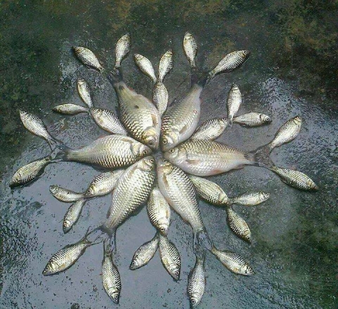 放射状に並べられた魚の星