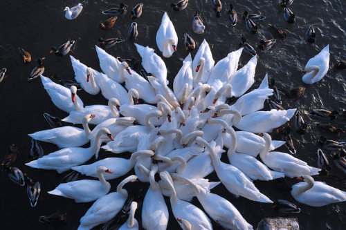 白鳥が集まって花みたいに見える