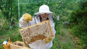 しっかり蜜蓋のかぶった完熟ハチミツです♪