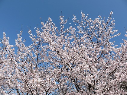 散歩道の桜 (1)