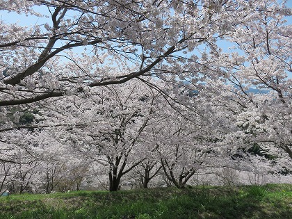 散歩道の桜 (2)