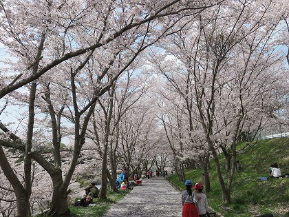 散歩道の桜 (3)