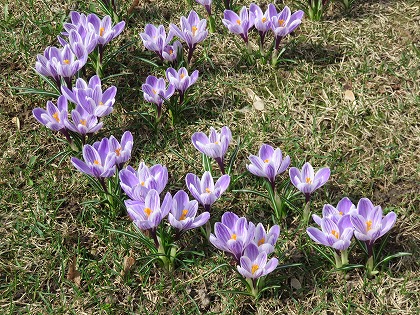 この花の名前なんていうの ロシアの4月に咲いていた花