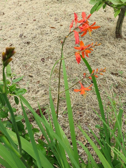 この花の名前なんていうの 今道端に咲いている花 ６月下旬 ７月上旬