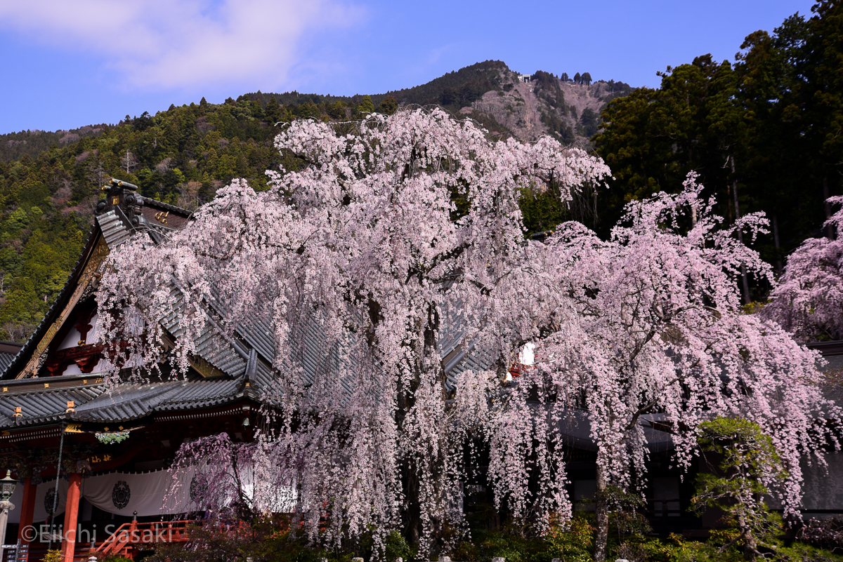 かながわ彩時記 身延山久遠寺のしだれ桜 かながわ彩時記 身延山久遠寺のしだれ桜