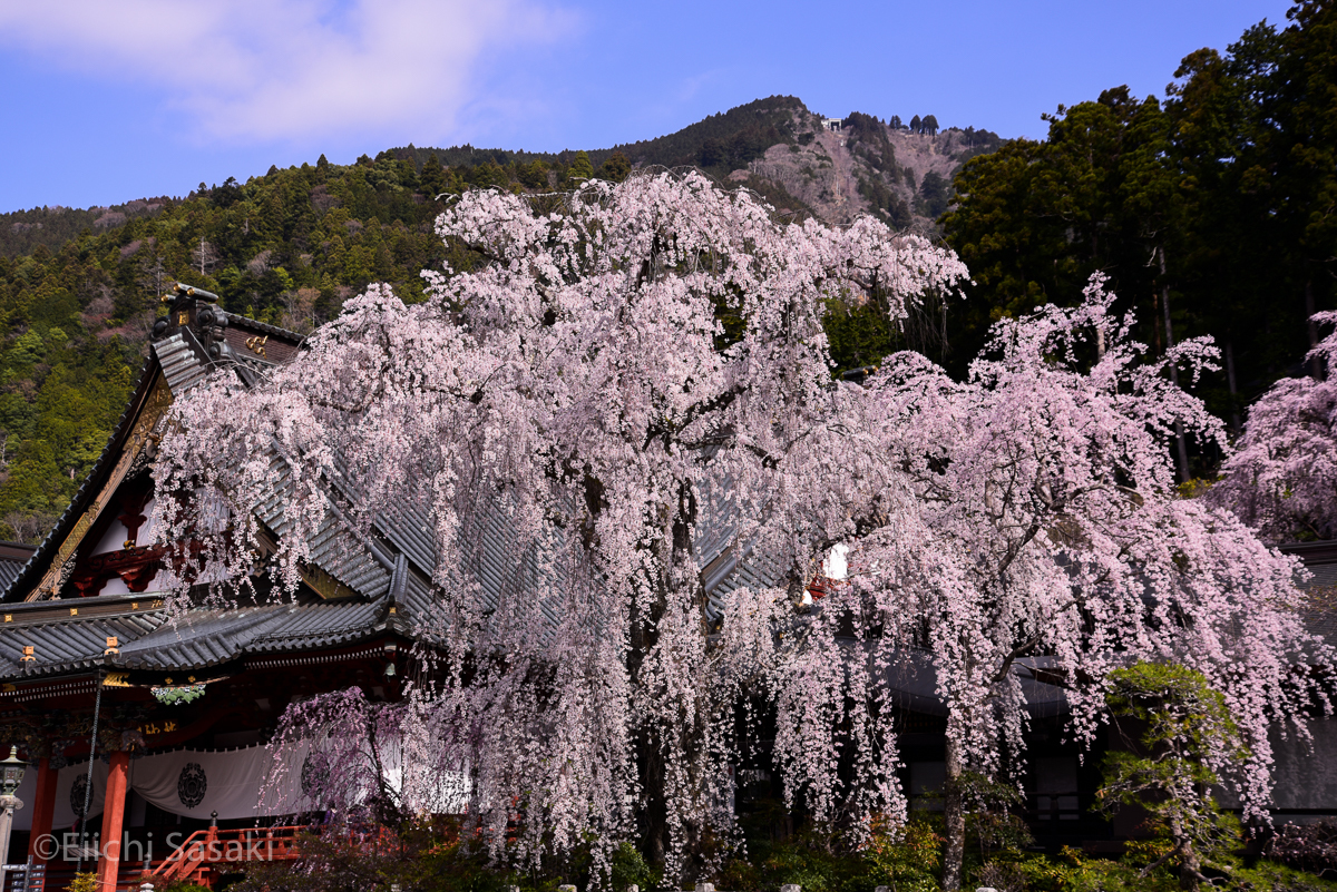 かながわ彩時記 身延山久遠寺のしだれ桜