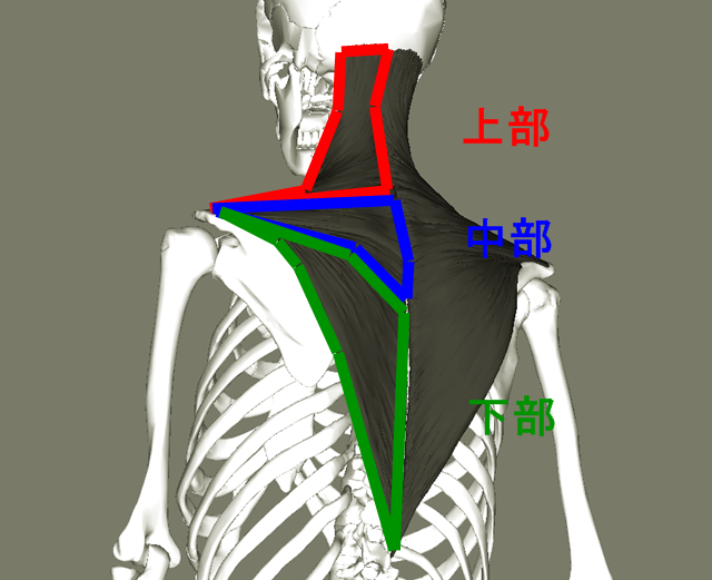 Trapezius_lateral4_201804042002413ba.png