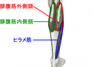 calf-anatomy.png