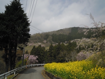 寄の山の桜１８０４０３