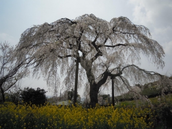 土佐原のお目当て枝垂れ桜１８０４０３