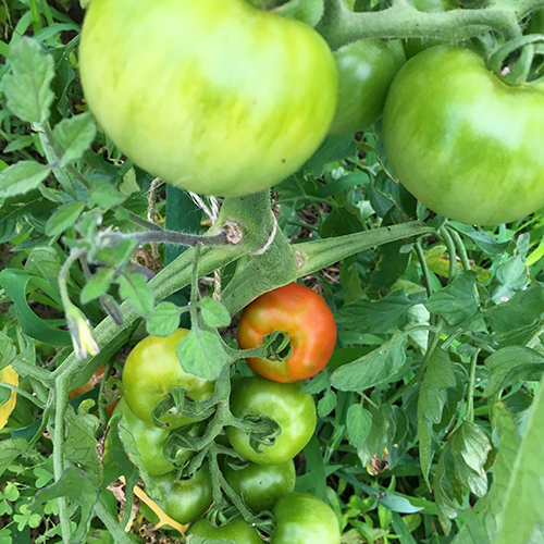 わが家の畑の夏野菜収穫　トマトが色づき始めました♪⑥