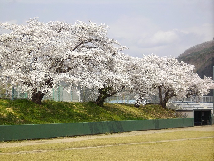 飯坂球場の桜