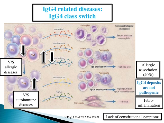 pathogenetic-issues-of-igg4-related-diseases-9-638.jpg