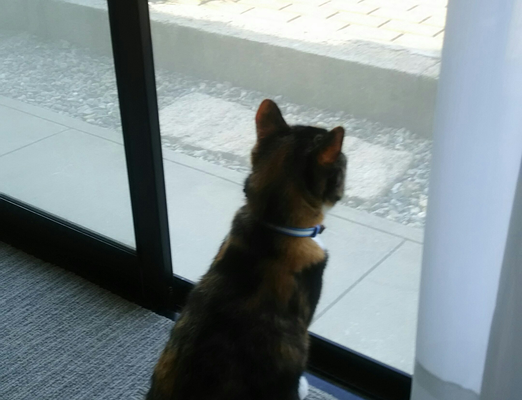 外を見る猫3