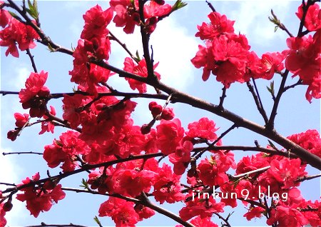 なんとなく　赤い桜が綺麗だった　寒緋桜　とか　らしい？　2