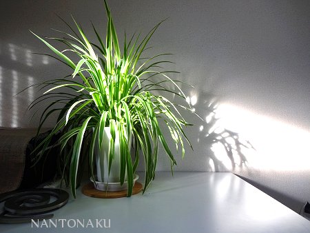 NANTONAKU　５－１１　逆転　体内時計　朝寝　植物