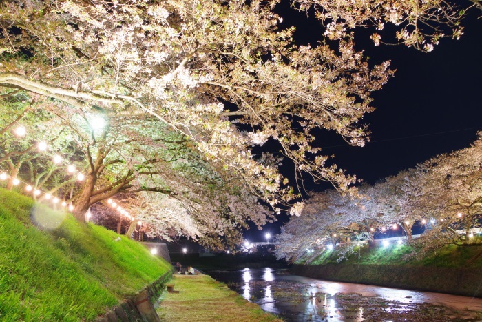 光る夜桜