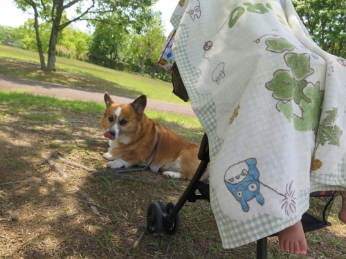 マゴラと犬