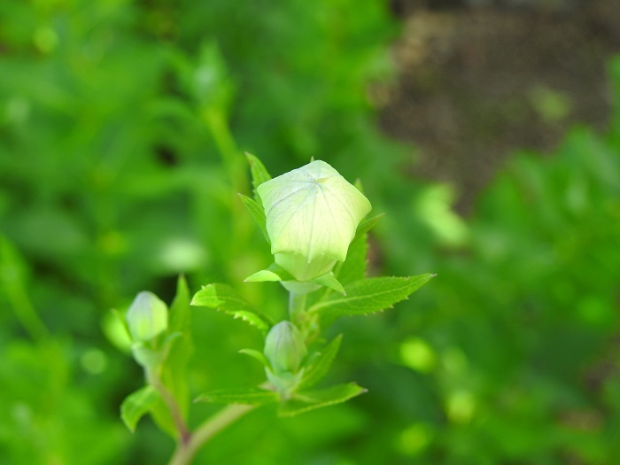 キキョウ蕾