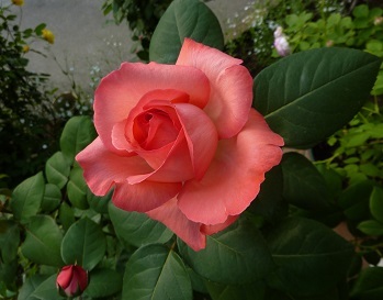 今日のバラはピンクパンサー 野菜は大収穫のキヌサヤトスナップエンドウ 花 植物
