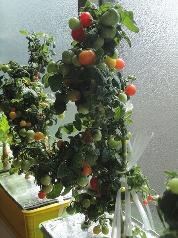18年春 ミニトマト レジナ 苗が倒れない容器で手間いらず 水耕栽培 100円グッズで始めてみました