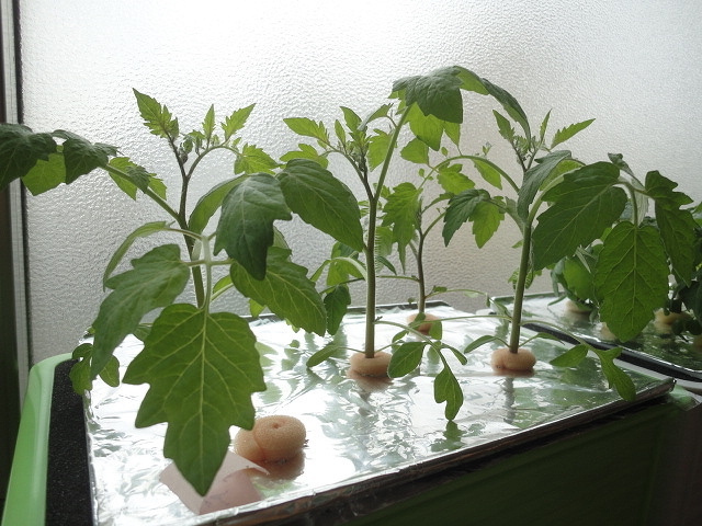 売れ筋】 水耕栽培（ミニトマト アイコ）の実績装置一式 室内でミニ