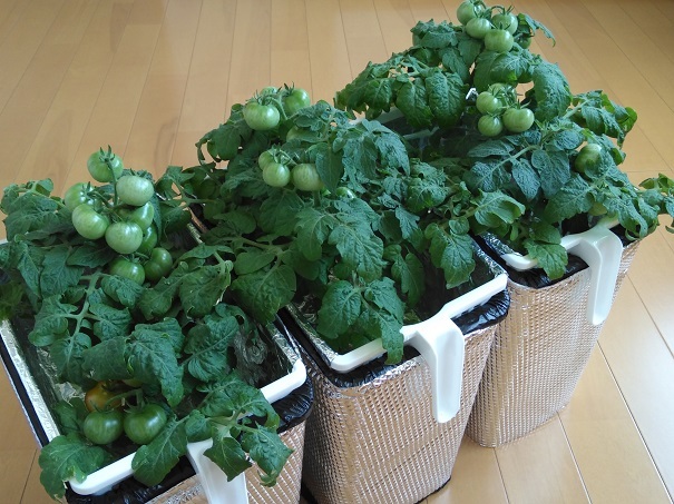 水耕栽培 ミニトマト レジナ 17年蒔き撤収 収穫量は一株につき 一年で100個超