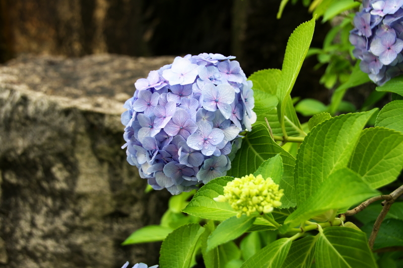 紫陽花 (2)