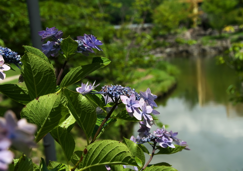 紫陽花 (4)