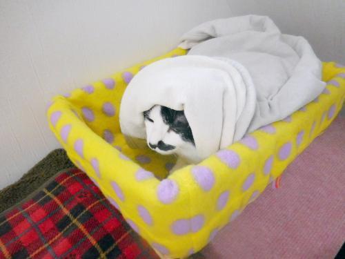 くぅ毛布ほっかむり