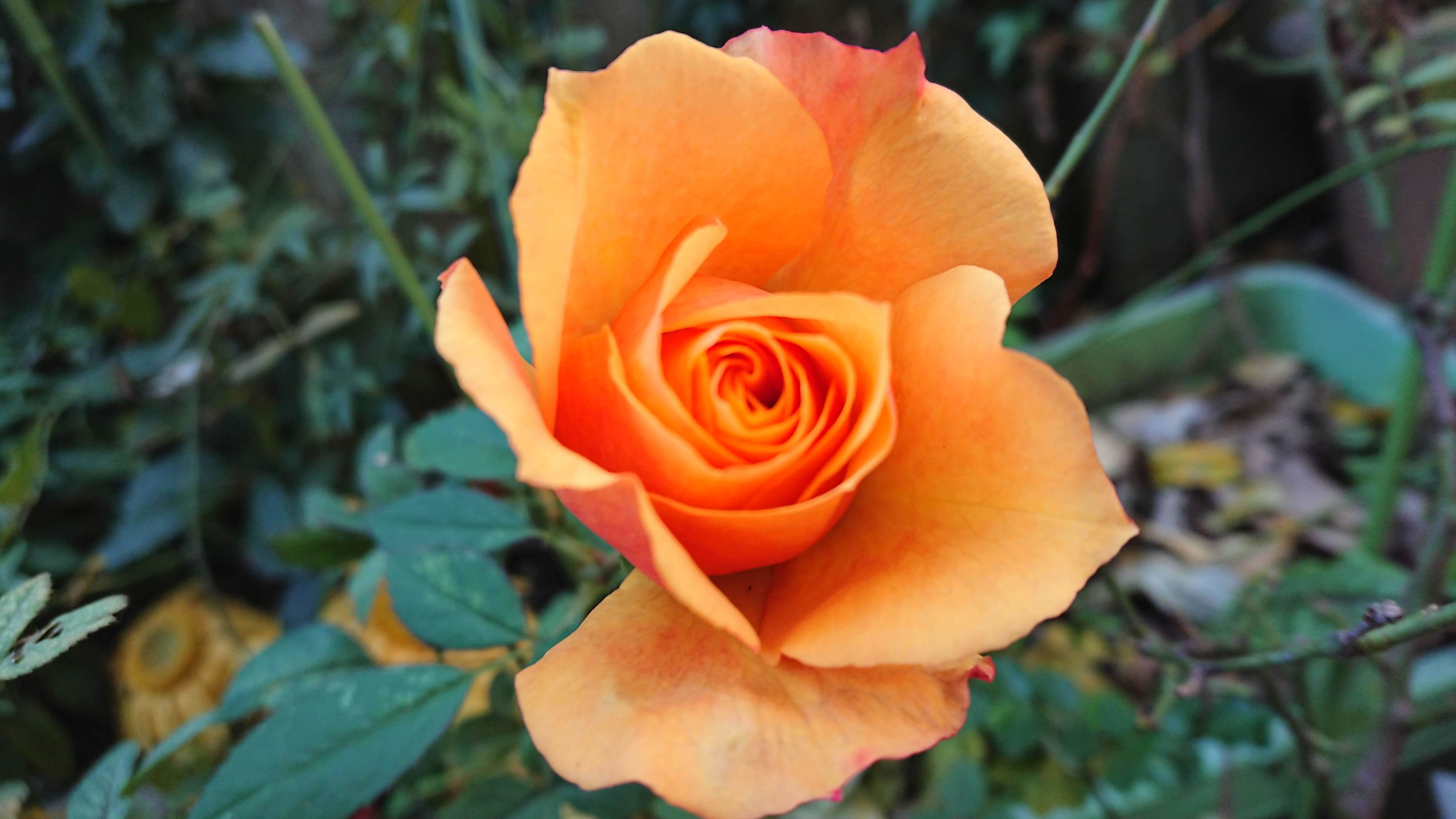 DSC_3971.jpg