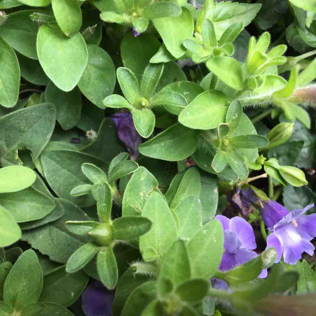 タネと花芽わっかるかな~?
