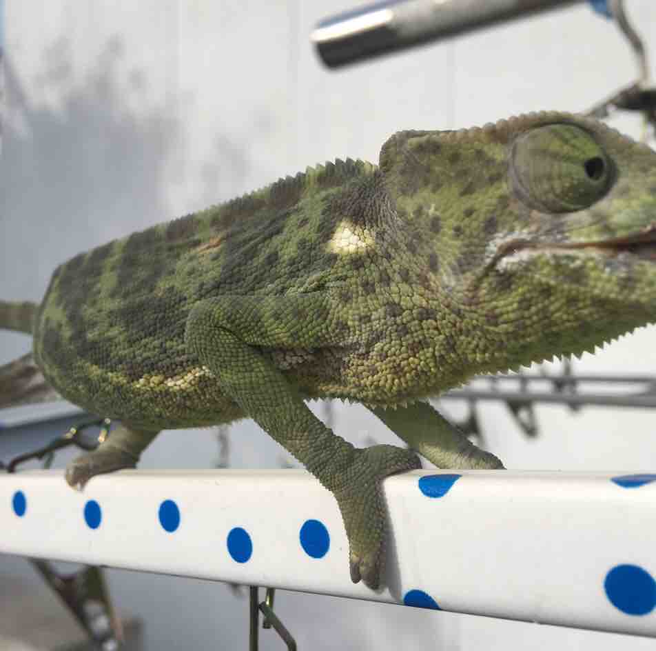 お肌も水玉