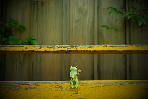 ツバキアキラが撮ったカエルのコポー。黄色いベンチに座って、ウクレレを弾くコポタロウ。