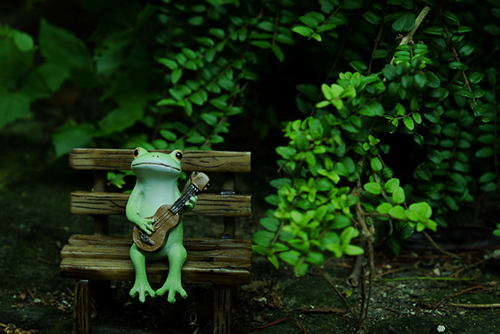 ツバキアキラが撮ったカエルのコポー。しっとりと雰囲気のある庭でウクレレを弾くコポタロウ。