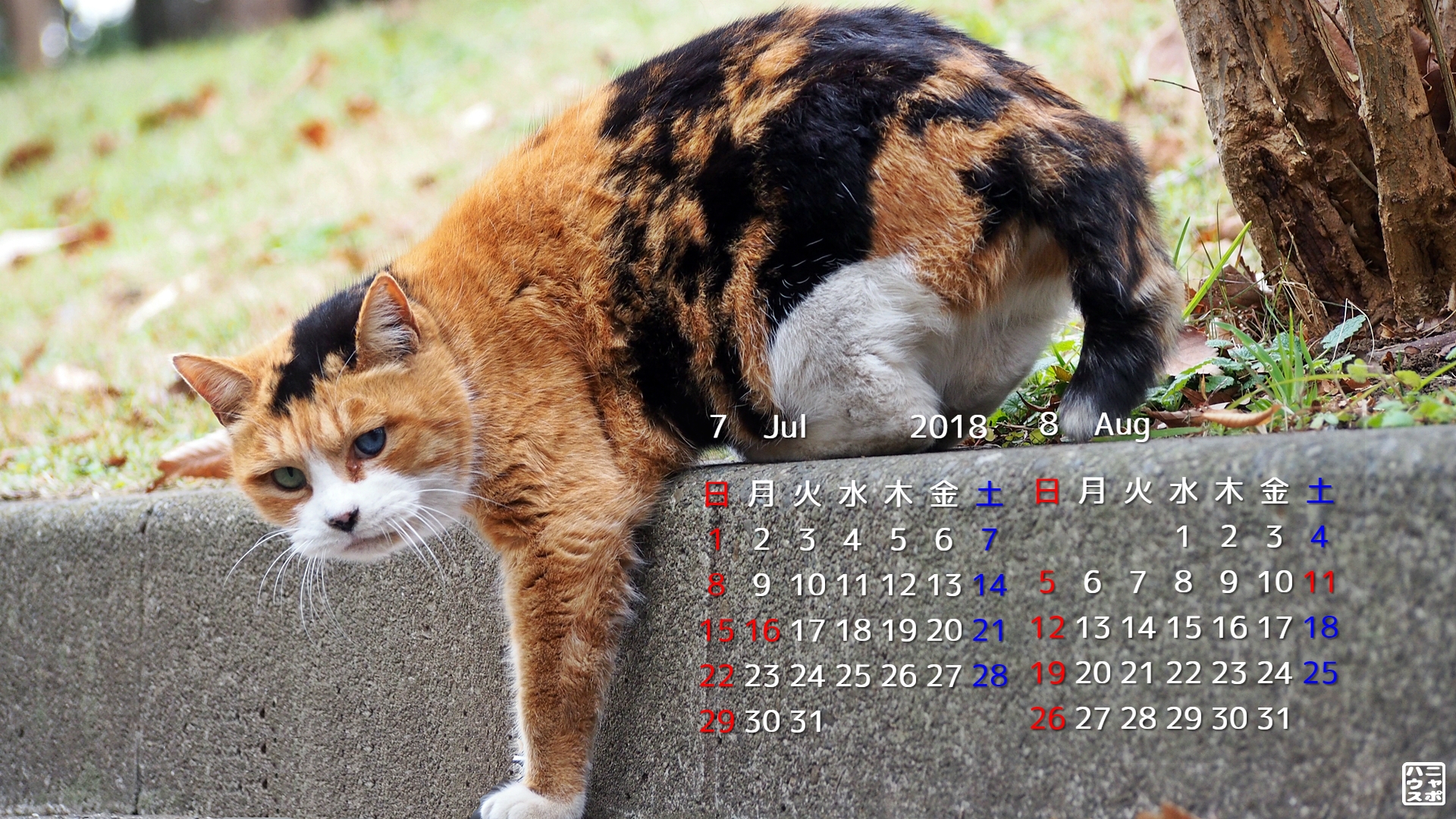 7 8月の猫デスクトップカレンダー オッドアイな三毛猫さん