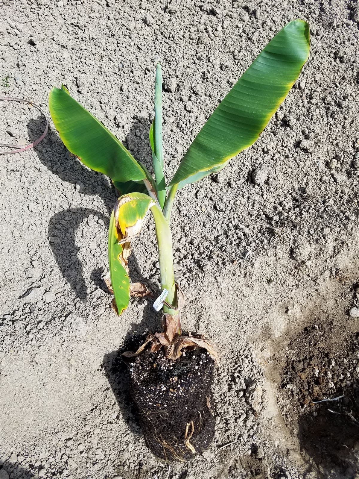 熱帯果樹で耐寒性のあるバナナ アイスクリームバナナとアップルバナナの生育状況 - スペシャルフルーツ