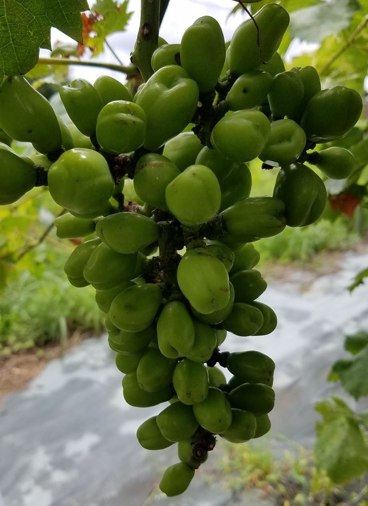 ぶどう 新品種紹介マイハート 大粒で赤いハート形のブドウ - スペシャルフルーツ