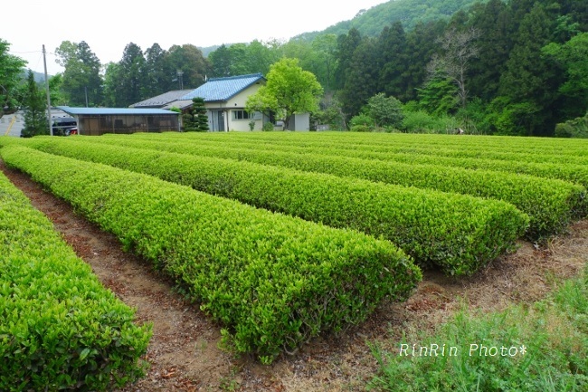 2018年4月岩渕新茶の緑