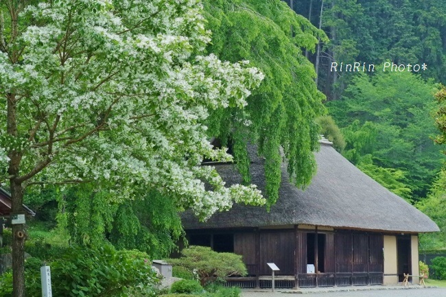 2018年5月高麗神社の緑