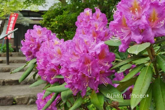 2018年5月松福院赤紫シャクナゲ